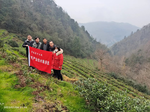 茶产业技术服务团开展茶园绿肥控草技术指导