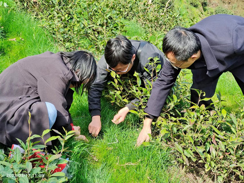 播种鼠茅草 茶园杂草少