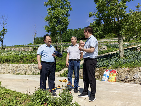 巴中市农科院考察我市高山蔬菜产业