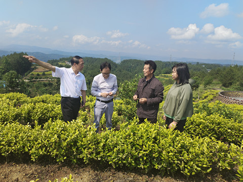蜀道英才茶产业服务团持续开展科技服务