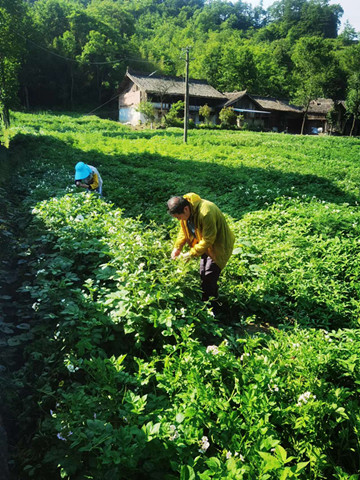 蔬菜所持续推进马铃薯育种科研