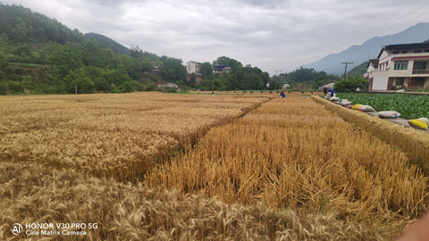 高质量完成省级小麦区域试验收获工作