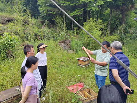 省畜牧站赖康一行来广开展中蜂性能测定工作