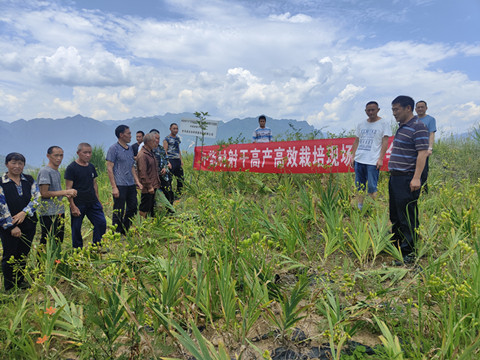 市农科院专家到旺苍开展射干栽培现场培训会