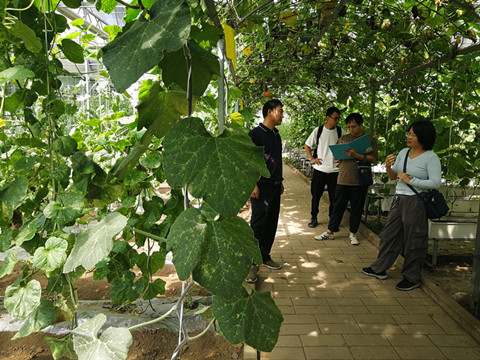 巴中市农科院考察我市高山蔬菜_副本.jpg