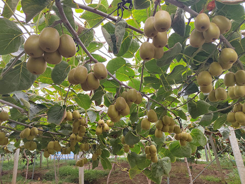融合多项技术  匠心种植一颗“红心”3_副本.jpg