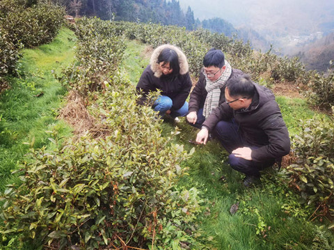 茶产业服务团开展茶园冻害情况调查及春季茶园管理技术指导