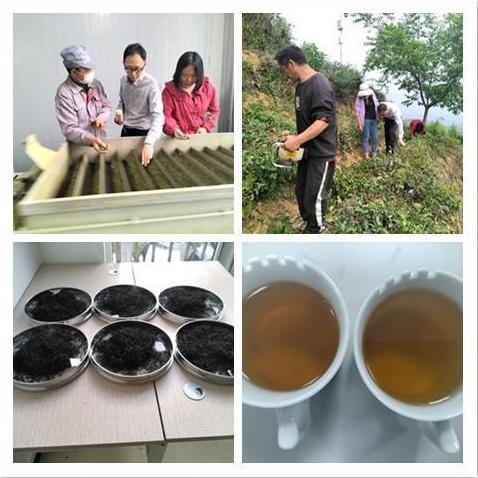 市茶产业服务团用行动专注青川“白叶一号”产业