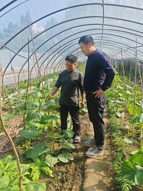 市山地蔬菜（食用菌）产业服务团专家奔赴田间地头