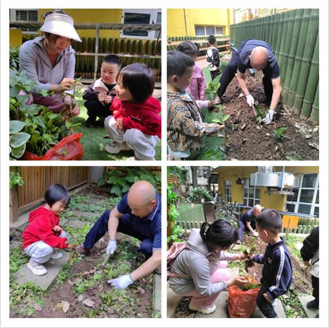 市农科院科普教育系列活动之茶树种植活动