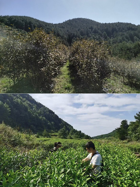 持续跟踪指导，低产茶园旧貌换新颜