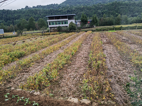 调研大豆玉米复合种植2_副本.jpg