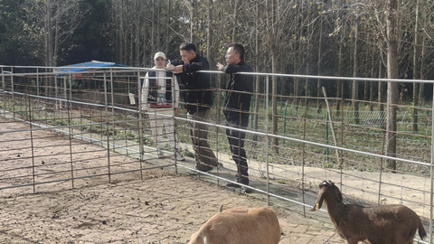 应对寒潮肉羊稳产_副本.jpg