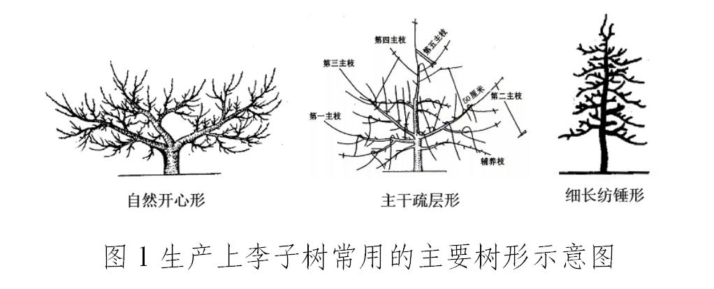 李子园冬季管理技术要点
