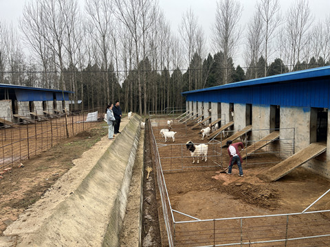 市肉牛羊产业服务团开展肉羊养殖技术指导