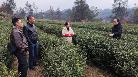 市农科院专家指导旺苍茶元村春季黄茶生产