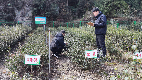 市农科院积极推动紫茶产业示范园建设