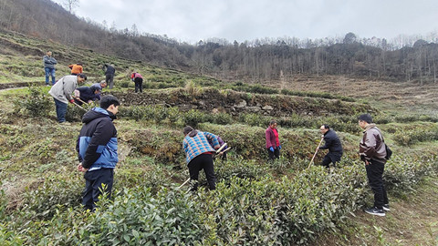 茶产业技术服务团在青川指导春茶生产