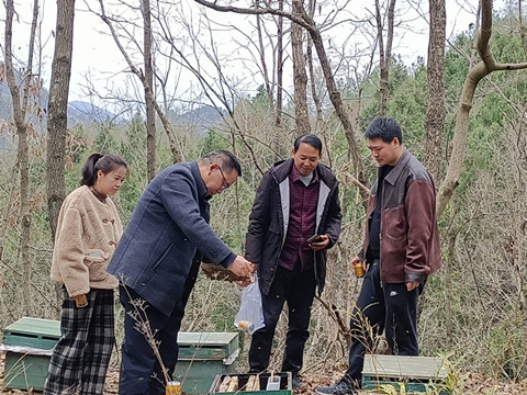 市农科院指导唐家河北方中蜂原种场蜜蜂管理工作_副本.jpg