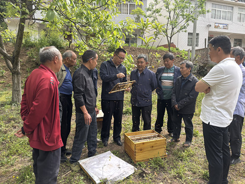 技术下乡助蜂农 人工育王促增收