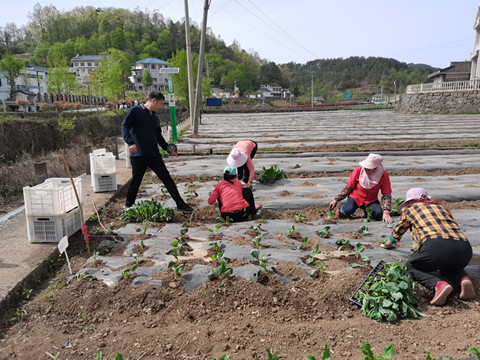 开展高山甘蓝引种试验2_副本.jpg