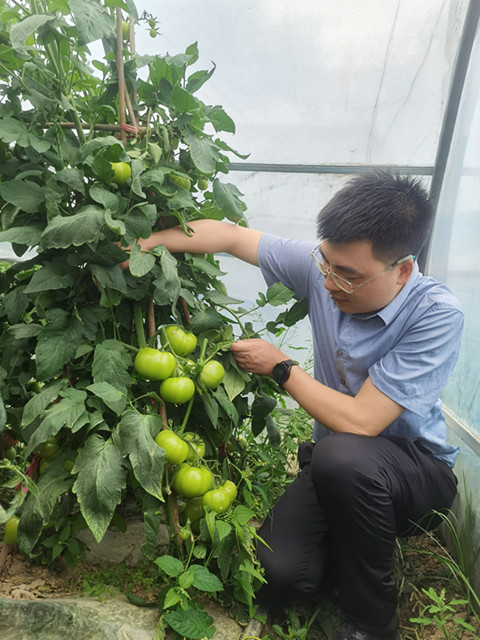 蔬菜新品种试验进展顺利2_副本.jpg