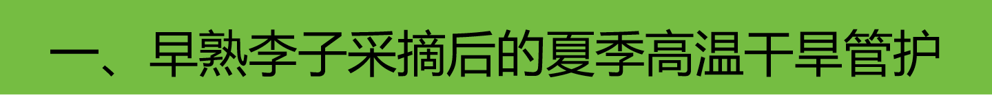 高温干旱李子园区管护措施