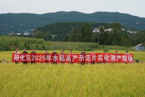 良种良法协同发力 昭化水稻亩产创新高.jpg