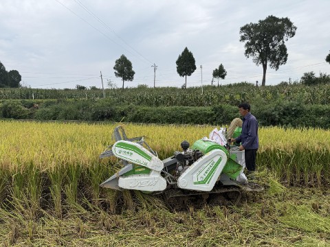 良种良法协同发力 昭化水稻亩产创新高2_副本.jpg