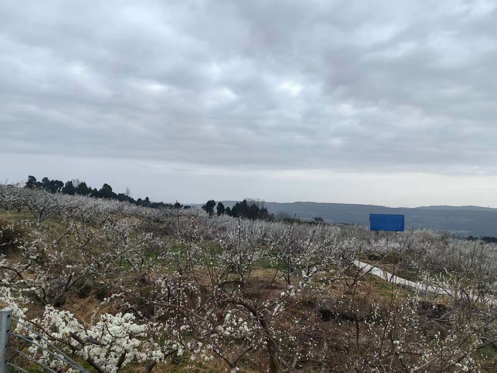 四川水果创新团队赴剑阁县开展特色水果早春管护技术指导