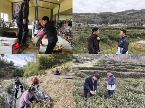 市农科院启动白化茶树高效栽培专利转化项目工作