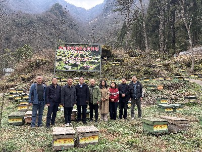 吉川蜂业携手 共探中蜂资源——吉林省养蜂科学研究院专家赴广元开展中蜂资源调查