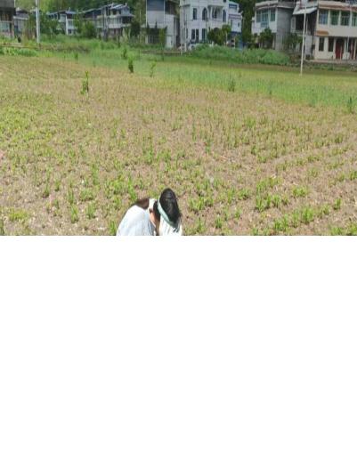 市农科院赴旺苍双汇镇开展玉米区试苗期调查