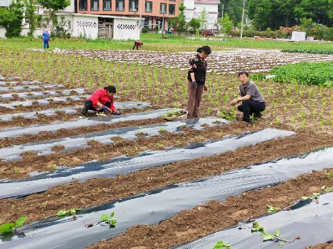 20260529蔬菜专家指导技术1.jpg