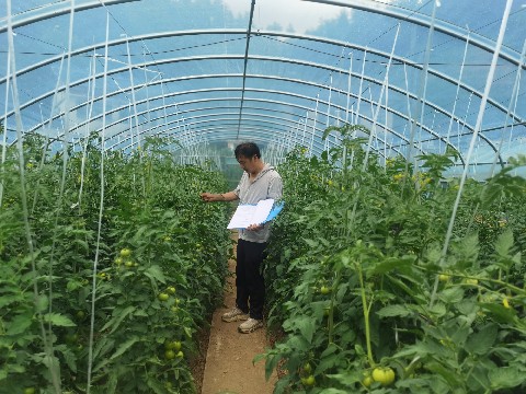 蔬菜所持续开展蔬菜新品种试验性状考察工作